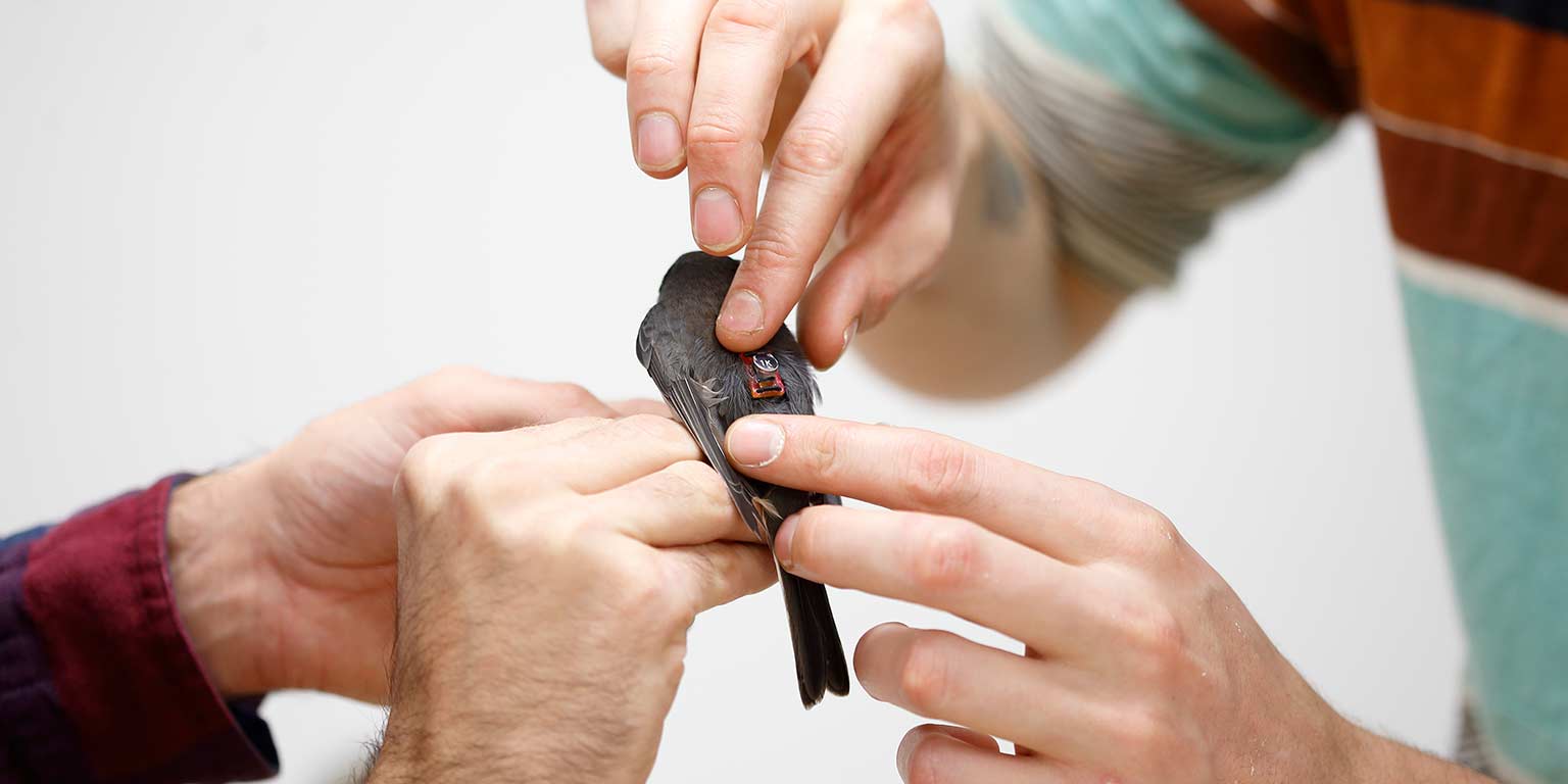 A close-up of two researchers' hands as they put a device on a bird's back.